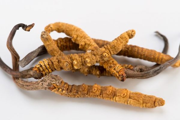 Cordyceps an immunosuppressive drug 冬虫夏草的免疫抑制作用