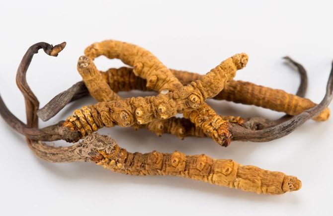 Cordyceps an immunosuppressive drug 冬虫夏草的免疫抑制作用