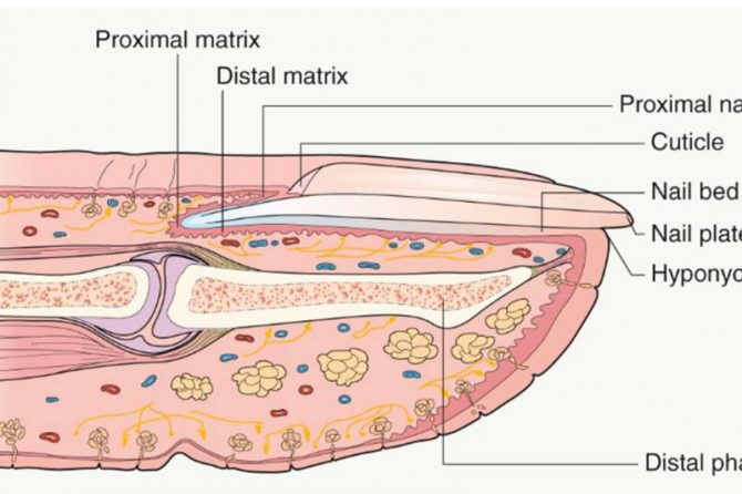 Nail Signs due to abnormal nail matrix function – Beau’s Line 博氏线