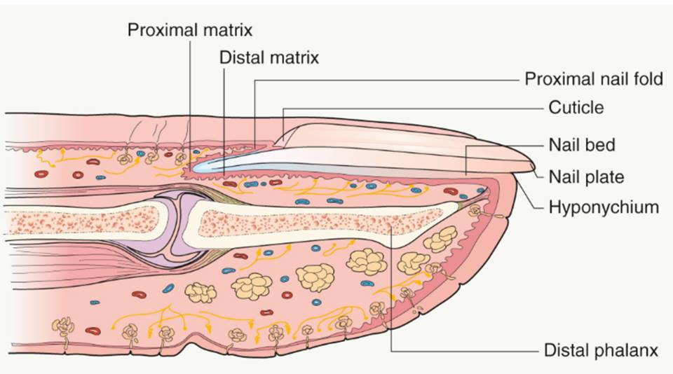 Nail Signs due to abnormal nail matrix function – Beau’s Line 博氏线