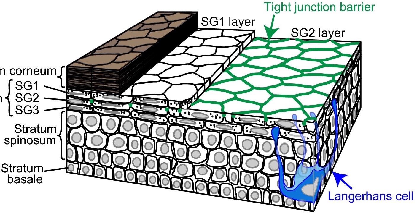 Epidermis-Honeycomb-Water Cube 表皮-蜂巢-水立方
