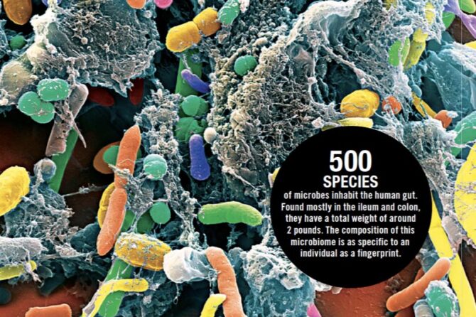 The Wisdom of Bacteria 细菌的智慧