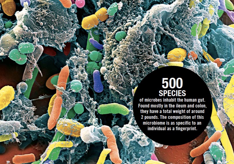 The Wisdom of Bacteria 细菌的智慧