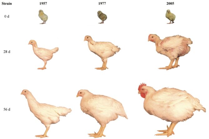 Broiler growth rates increased by over 400% from 1957 to 2005 从1957年到2005年，肉鸡生长速度增加了超过400％