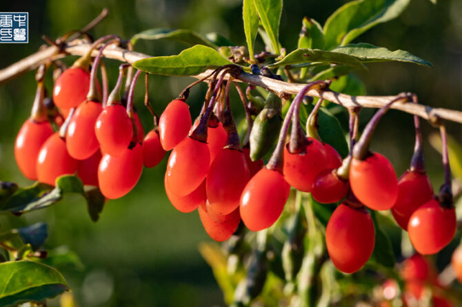 The Role of Qi and Blood in Maintaining Skin Health