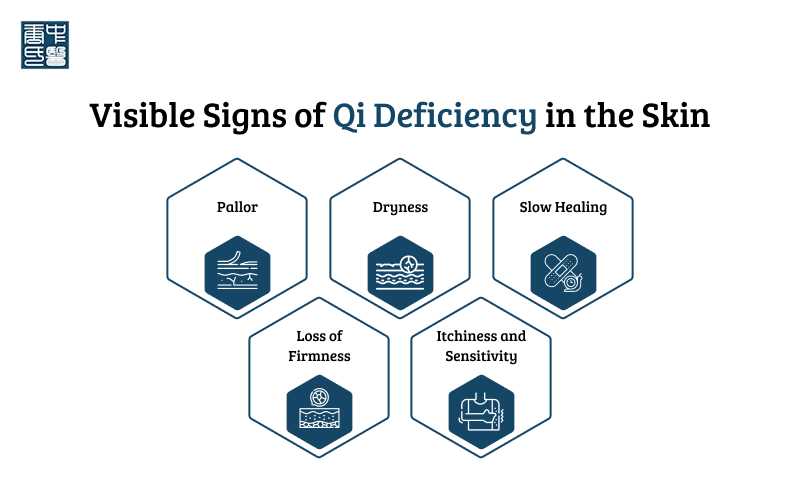 Visible signs of Qi Deficiency: Pallor, Dryness, Slow Healing, Loss of Firmness, Itchiness.